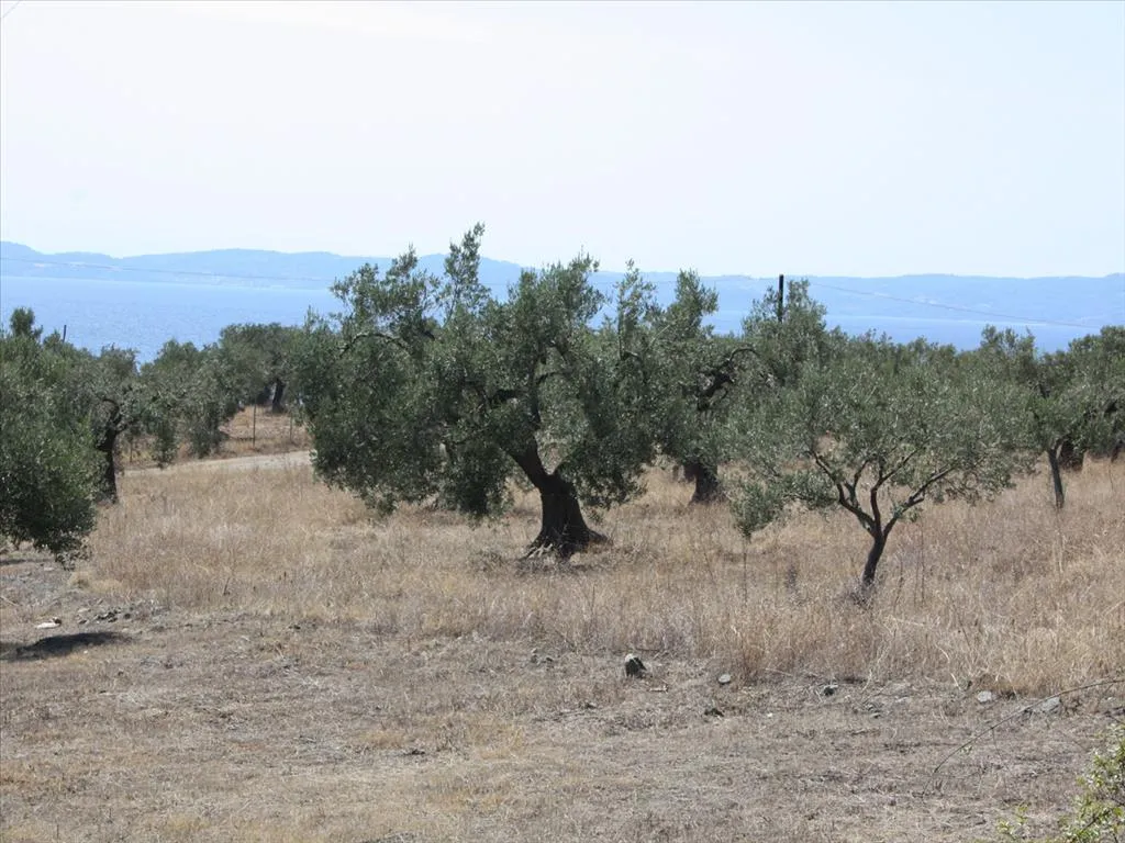 γη προς πώληση 4070 τ.μ Σιθωνία Χαλκιδική