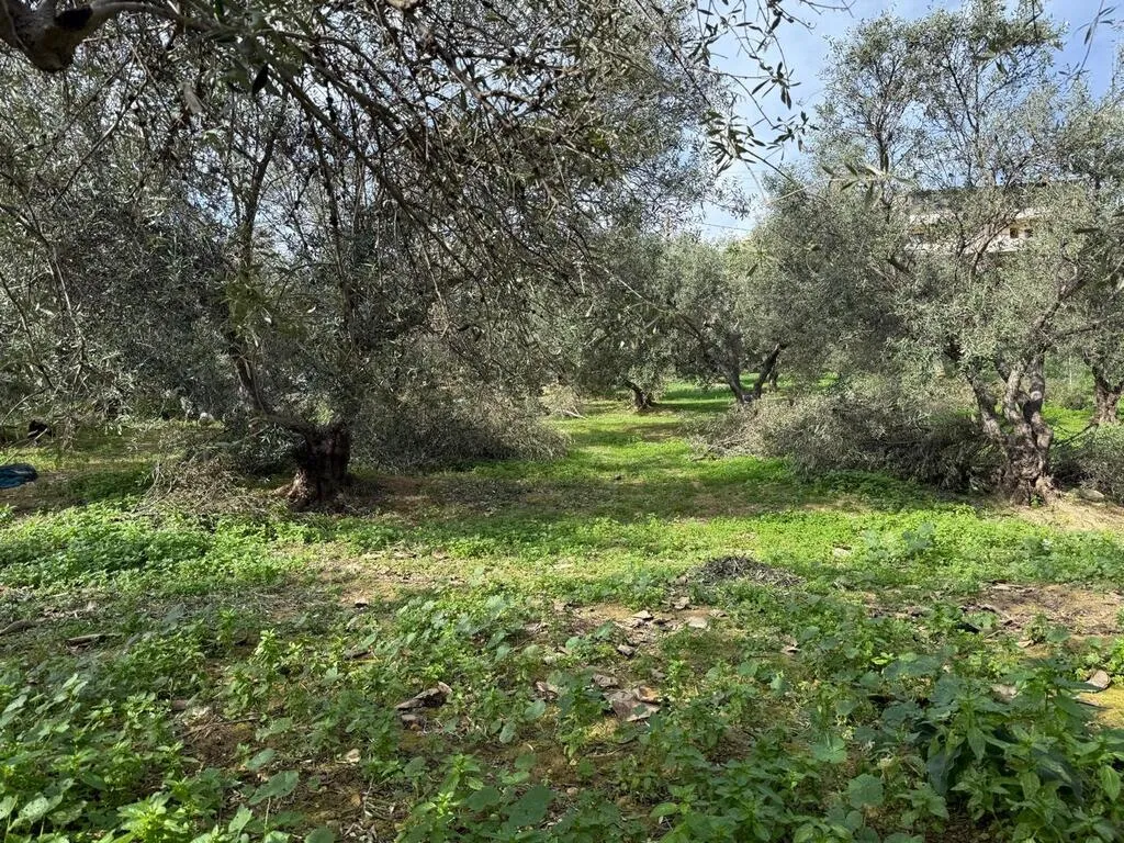 γη προς πώληση 1060 τ.μ Νέα Κυδωνία Νομός Χανίων