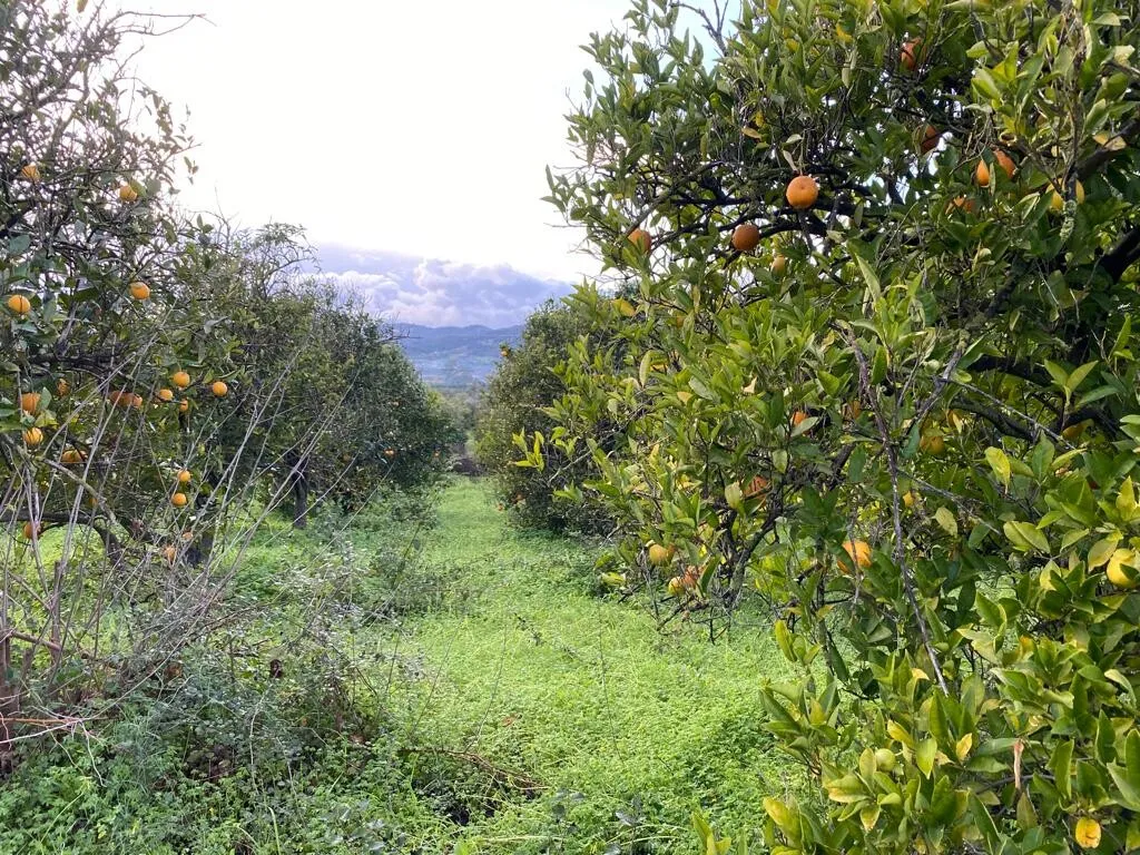 γη προς πώληση 5321 τ.μ Θέρισος Νομός Χανίων