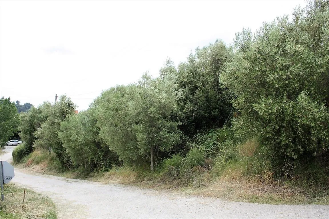 γη προς πώληση 6000 τ.μ Σιθωνία Χαλκιδική