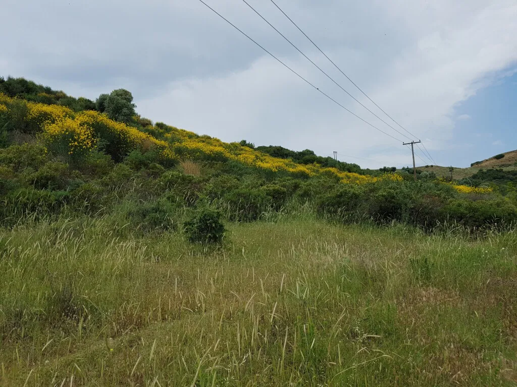 γη προς πώληση 4396 τ.μ Σιθωνία Χαλκιδική