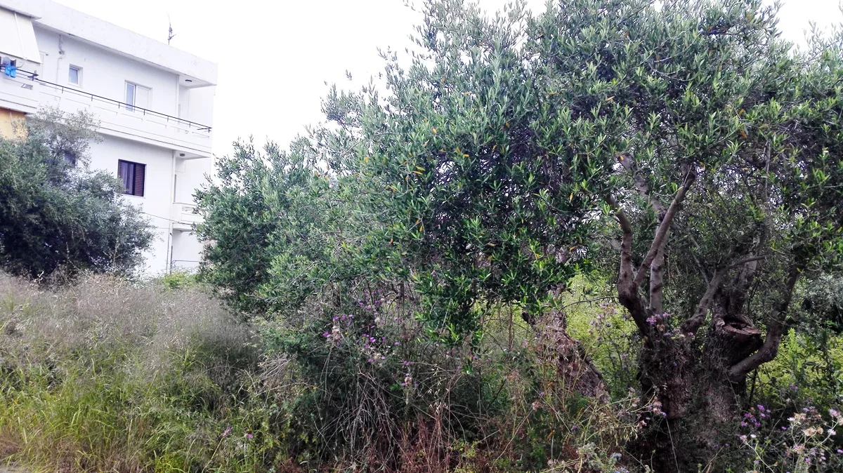 γη προς πώληση 400 τ.μ Σφακιά Νομός Χανίων