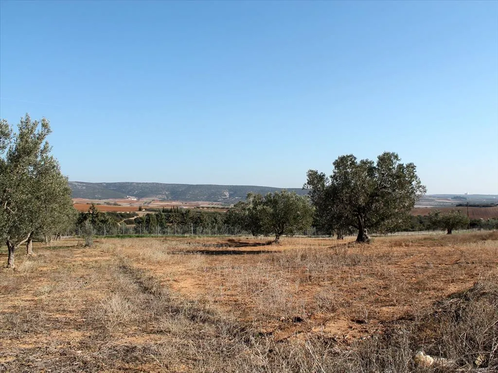 γη προς πώληση  τ.μ  Χαλκιδική
