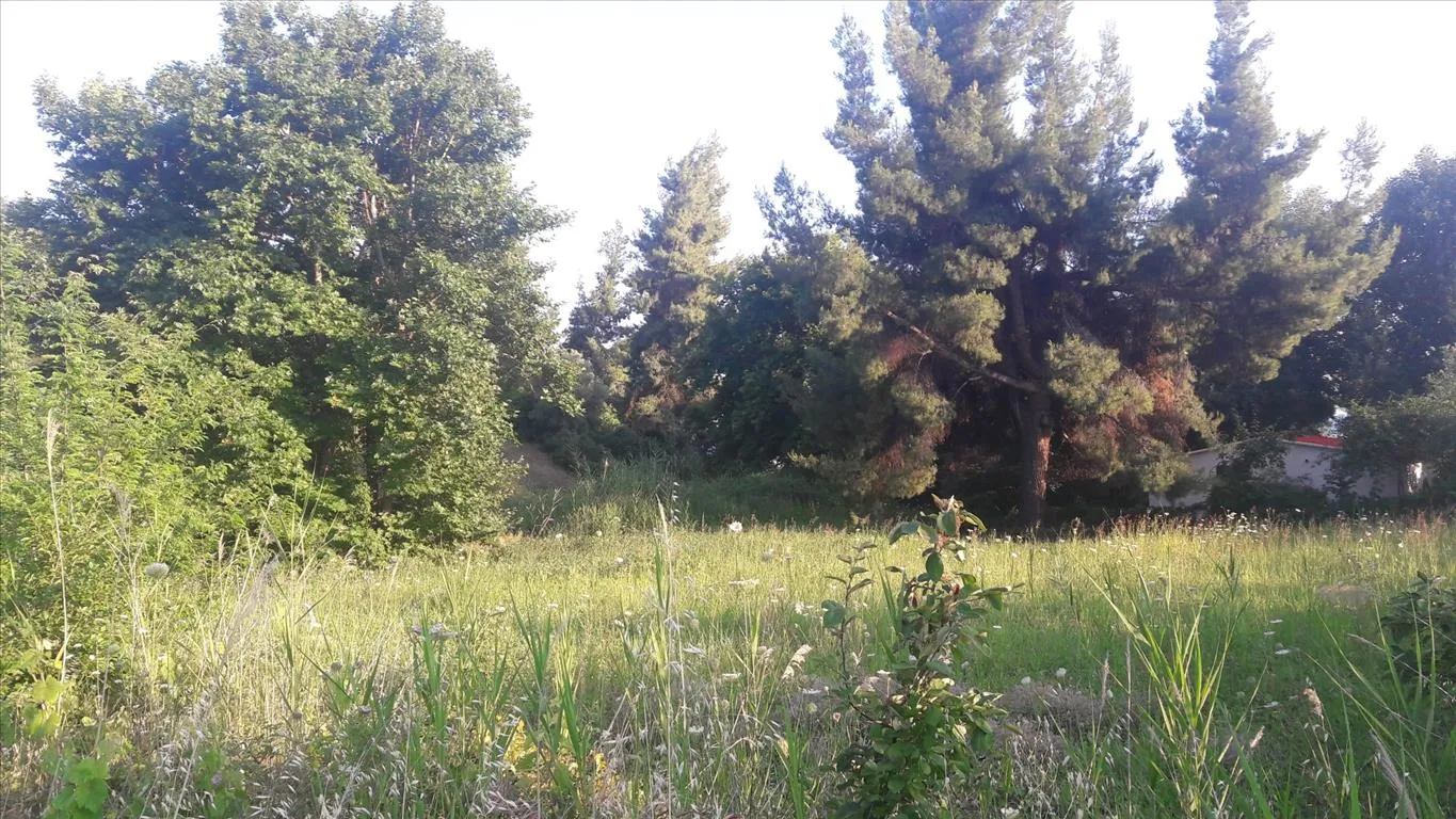 γη προς πώληση 1346 τ.μ Σιθωνία Χαλκιδική