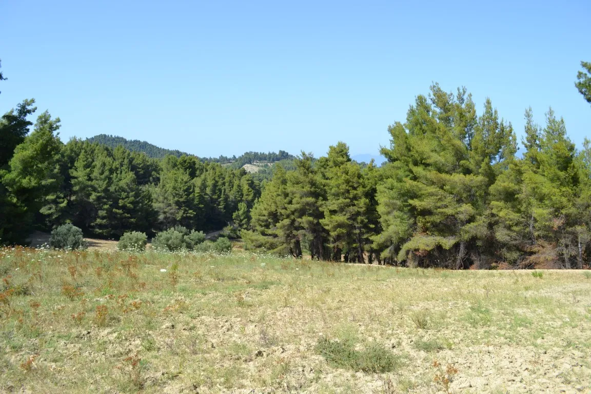 γη προς πώληση 10000 τ.μ Κασσάνδρα Χαλκιδική
