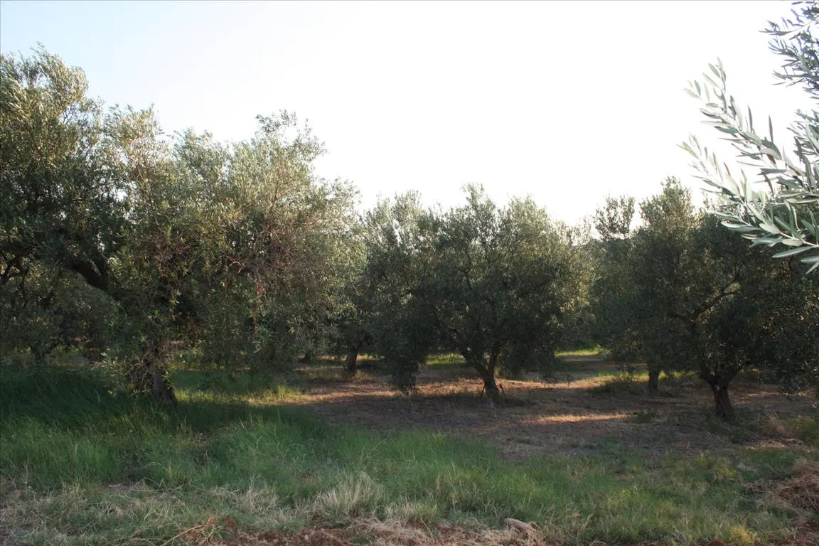 γη προς πώληση 4625 τ.μ Πολύγυρος Χαλκιδική