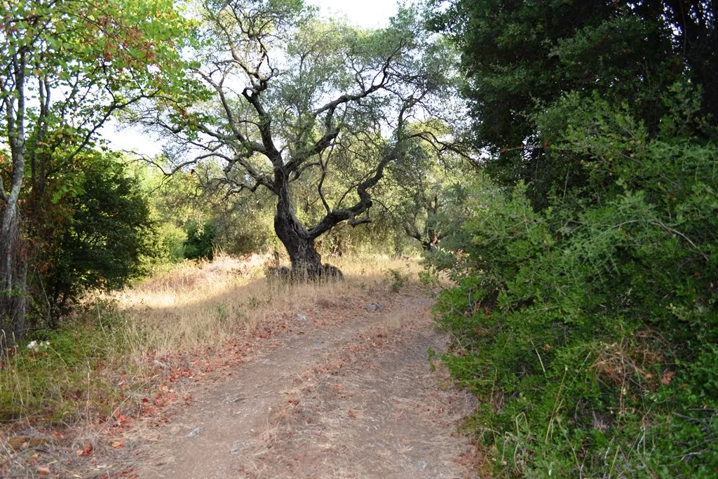 γη προς πώληση 6500 τ.μ Κέρκυρα Νομός Κέρκυρας