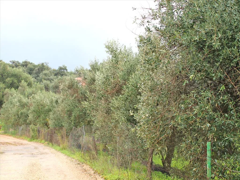 γη προς πώληση  τ.μ Κέρκυρα Νομός Κέρκυρας