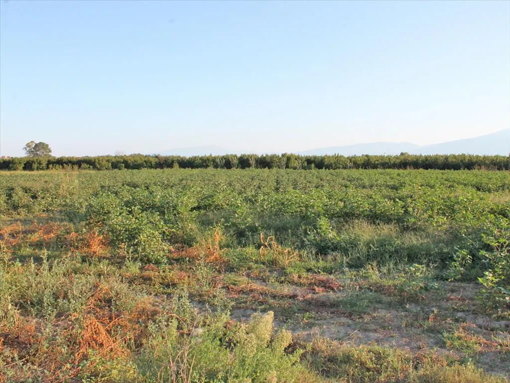 γη προς πώληση 10000 τ.μ Κατερίνη Νομός Πιερίας