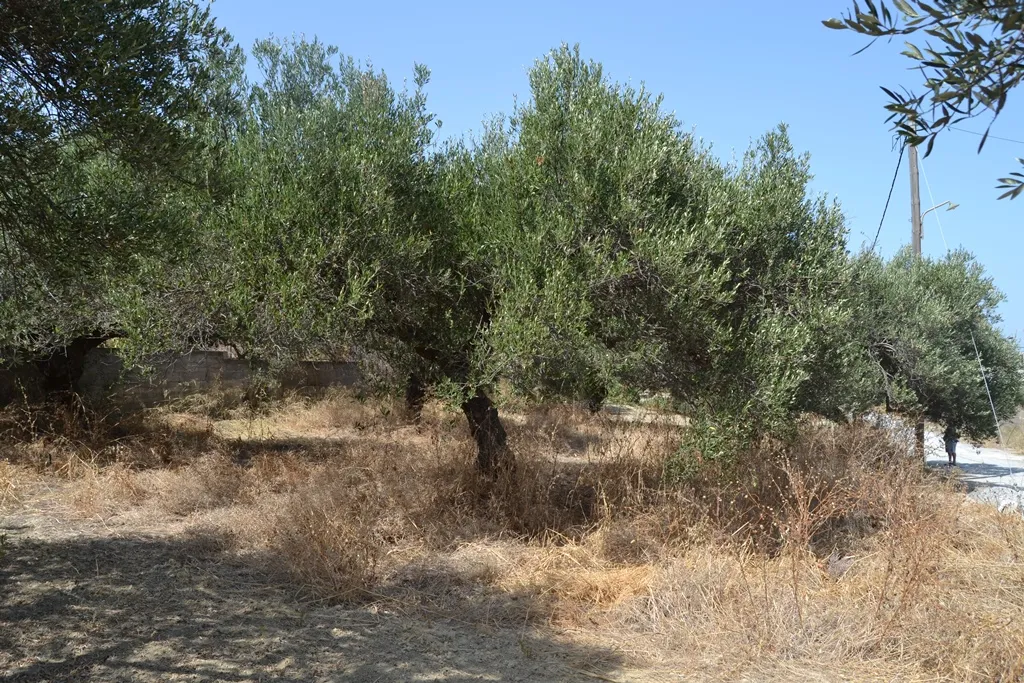 γη προς πώληση 1400 τ.μ Γούβες Νομός Ηρακλείου