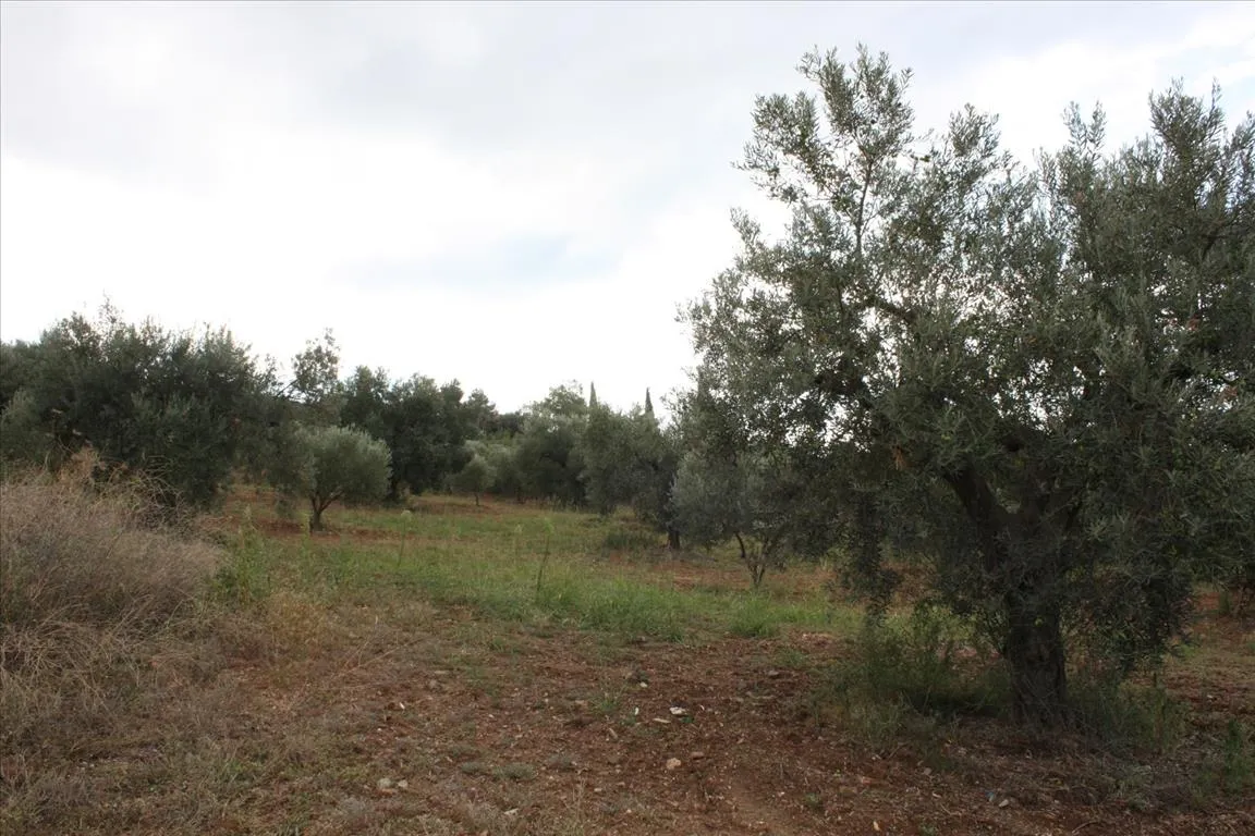 γη προς πώληση 10800 τ.μ Σιθωνία Χαλκιδική