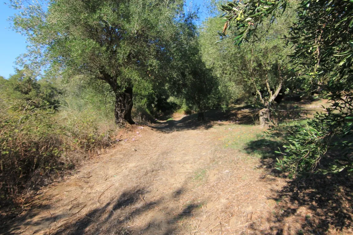 γη προς πώληση 5000 τ.μ Κέρκυρα Νομός Κέρκυρας