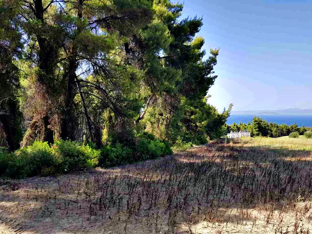 γη προς πώληση 8000 τ.μ Κασσάνδρα Χαλκιδική