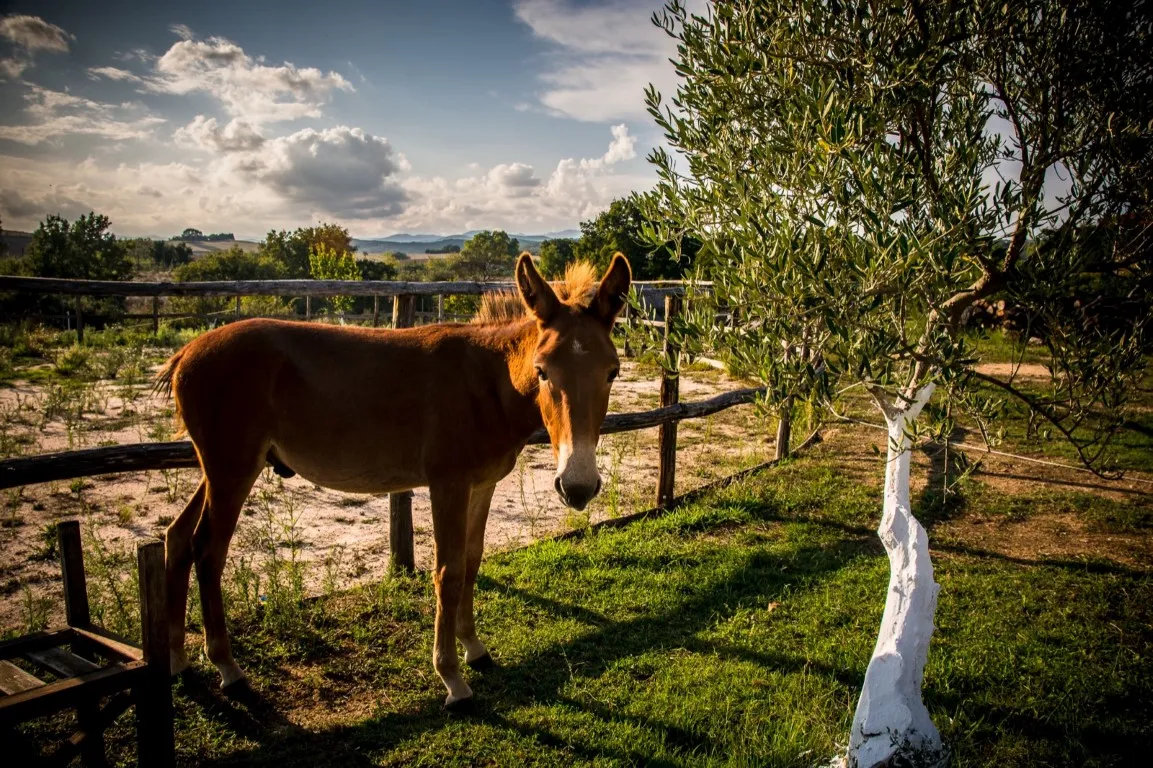 επιχείρηση προς πώληση 700 τ.μ Αριστοτέλης Χαλκιδική