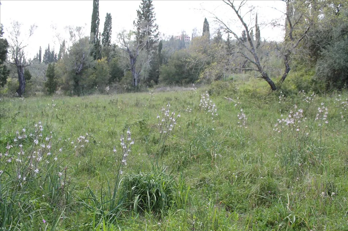 γη προς πώληση 1300 τ.μ Κέρκυρα Νομός Κέρκυρας