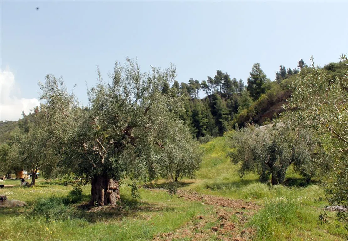 γη προς πώληση 20171 τ.μ Κασσάνδρα Χαλκιδική