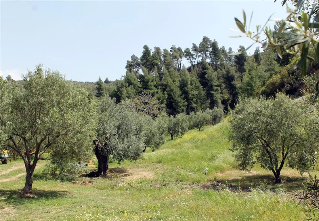 γη προς πώληση 20171 τ.μ Κασσάνδρα Χαλκιδική