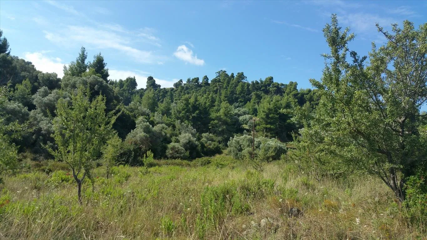 γη προς πώληση 9000 τ.μ Κασσάνδρα Χαλκιδική