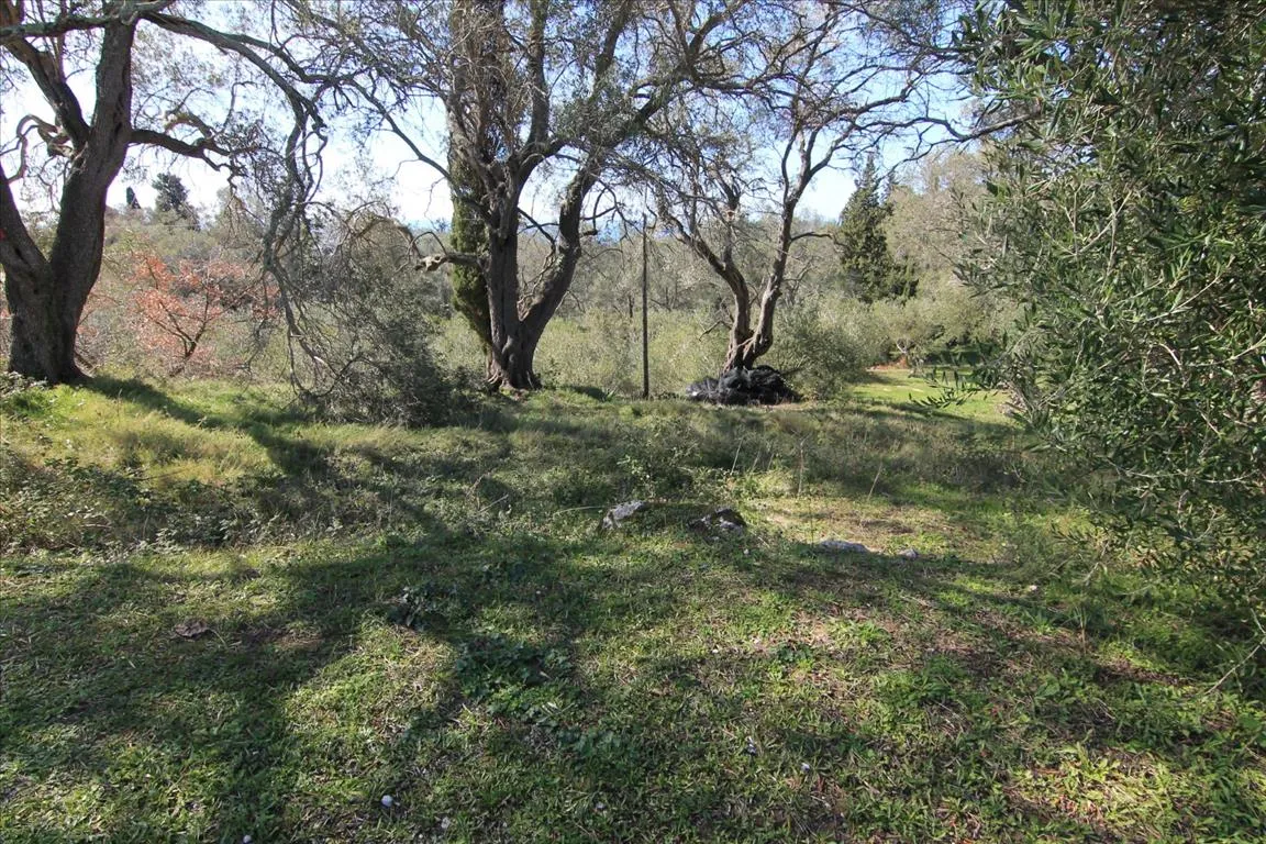 γη προς πώληση 6000 τ.μ Κέρκυρα Νομός Κέρκυρας