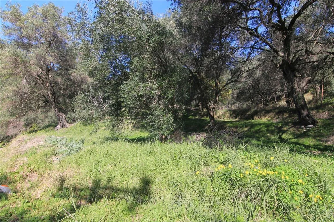 γη προς πώληση 6000 τ.μ Κέρκυρα Νομός Κέρκυρας