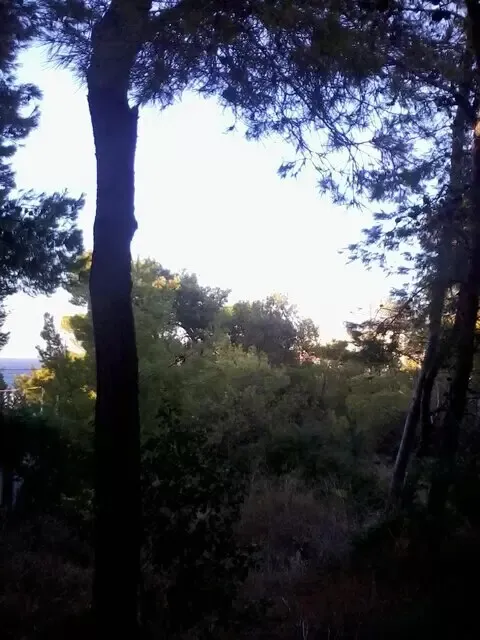 γη προς πώληση 1050 τ.μ Μαρκόπουλο Υπόλοιπη Αττικής