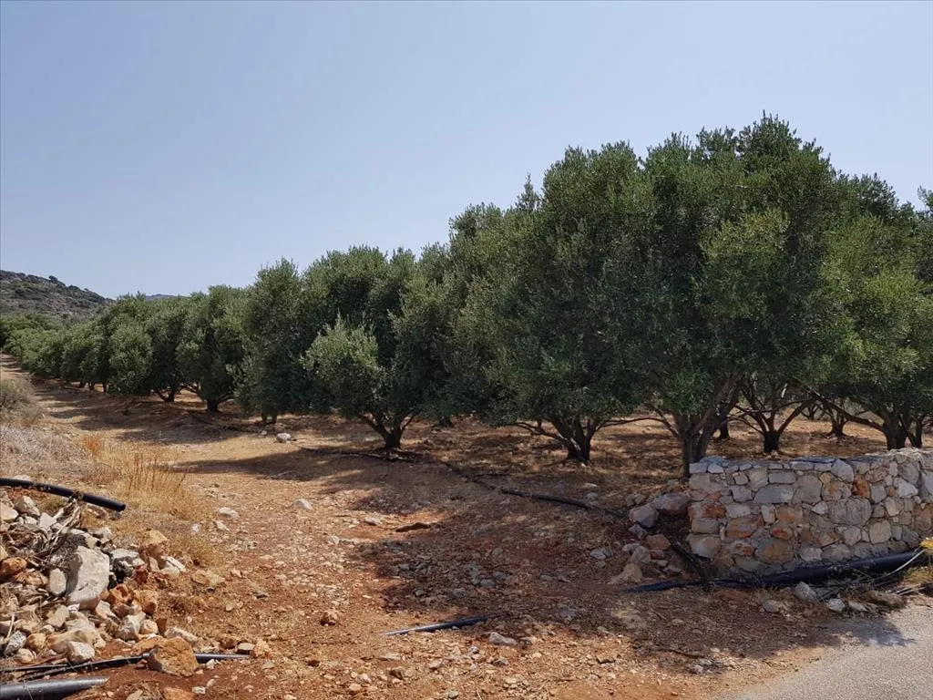 γη προς πώληση 3000 τ.μ Νεάπολη Νομός Λασιθίου