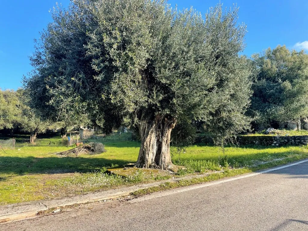 γη προς πώληση 2206 τ.μ Κέρκυρα Νομός Κέρκυρας