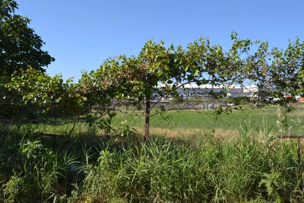 γη προς πώληση 6250 τ.μ Ηράκλειο Κρήτης Νομός Ηρακλείου