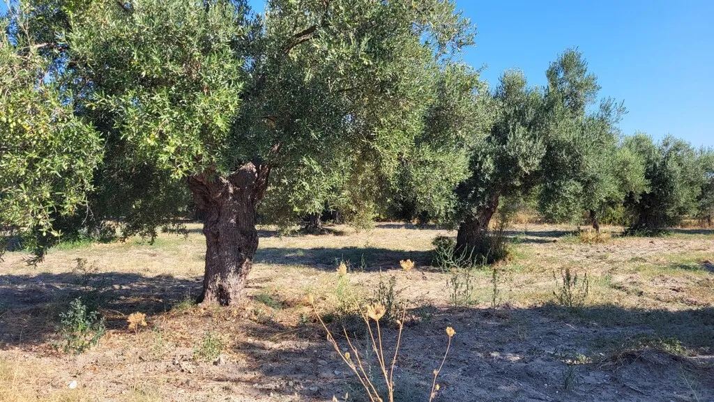 γη προς πώληση 3500 τ.μ Κασσάνδρα Χαλκιδική