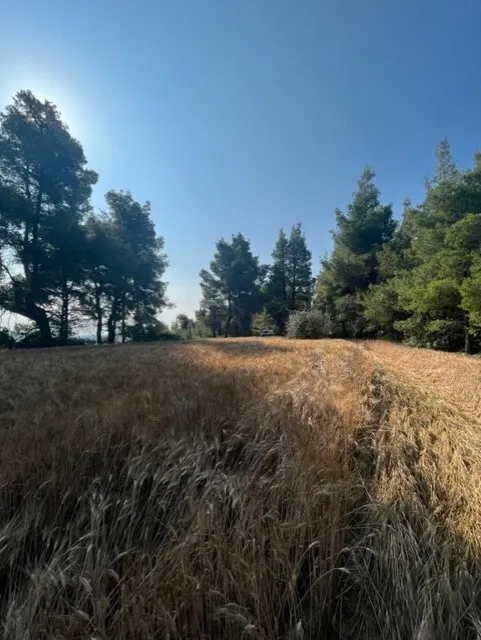 γη προς πώληση 13886 τ.μ Κασσάνδρα Χαλκιδική