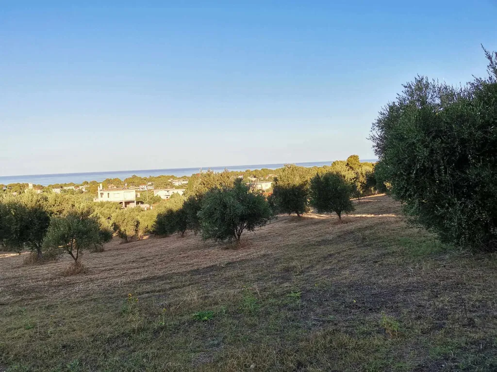 γη προς πώληση 6253 τ.μ Ζαχάρω Ηλεία