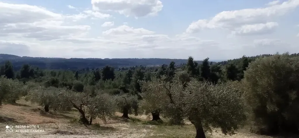 γη προς πώληση 10000 τ.μ Κασσάνδρα Χαλκιδική