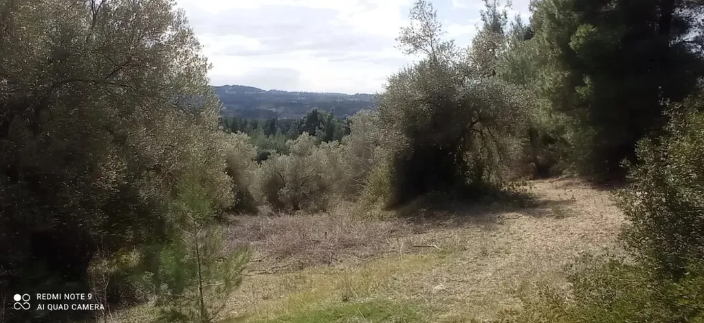 γη προς πώληση 10000 τ.μ Κασσάνδρα Χαλκιδική