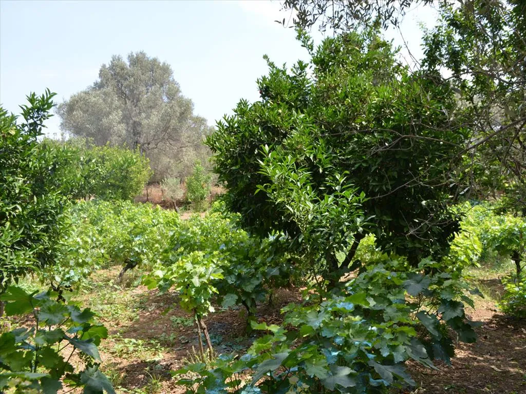 γη προς πώληση 800 τ.μ Ληλάντιο Εύβοια