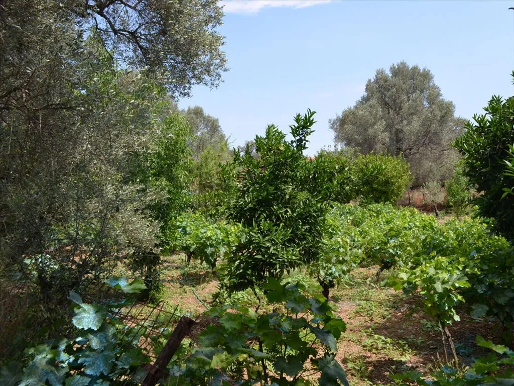 γη προς πώληση 800 τ.μ Ληλάντιο Εύβοια