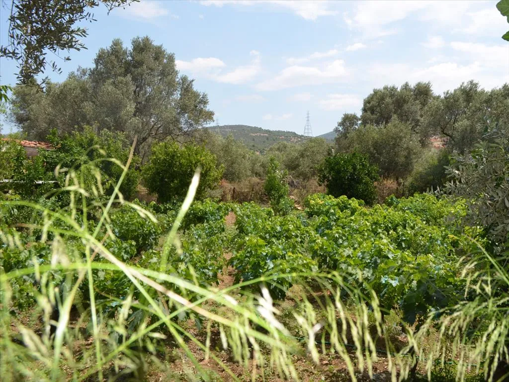 γη προς πώληση 800 τ.μ Ληλάντιο Εύβοια