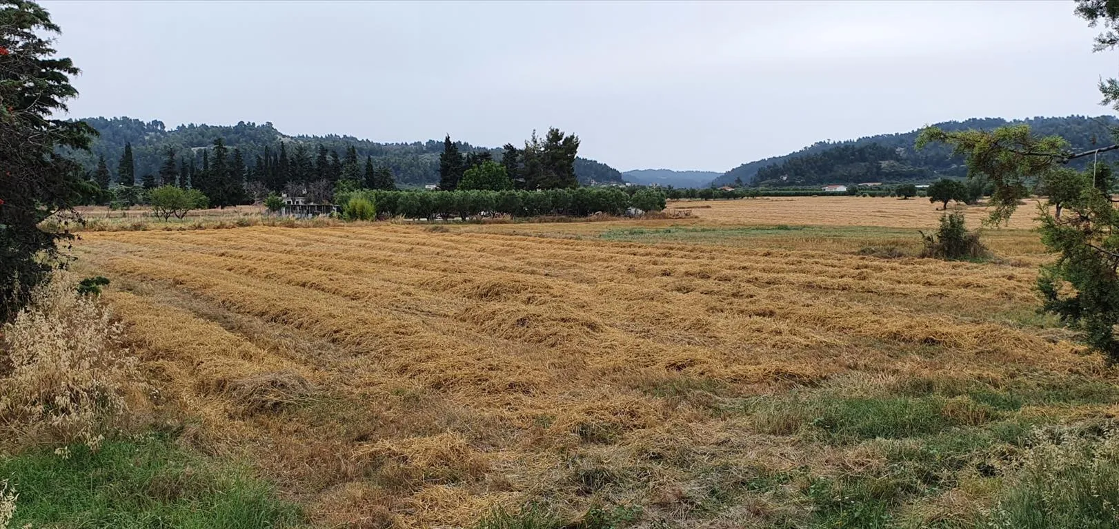 γη προς πώληση 5000 τ.μ Κασσάνδρα Χαλκιδική