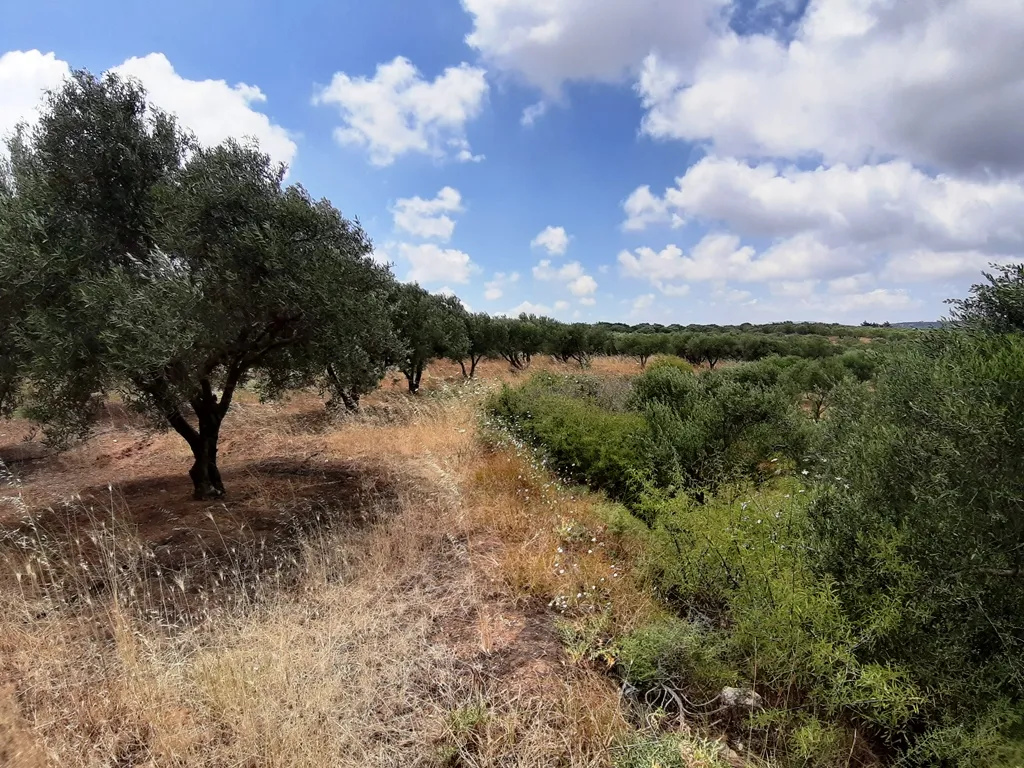 γη προς πώληση 15000 τ.μ Αρκαλοχώρι Νομός Ηρακλείου