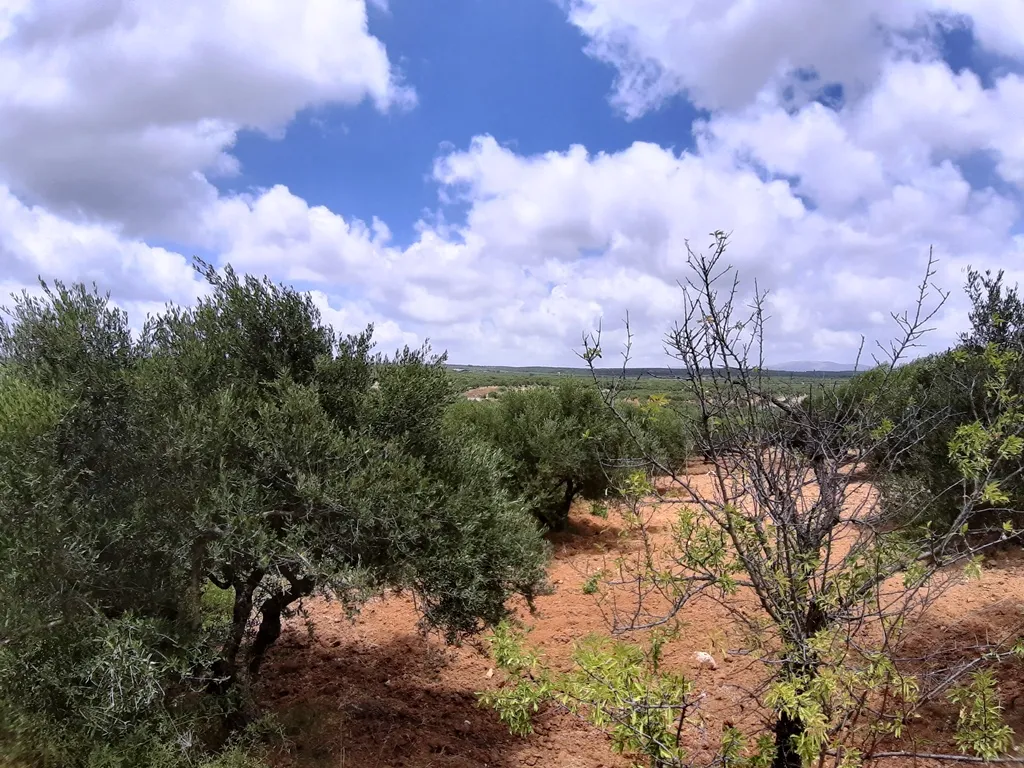 γη προς πώληση 15000 τ.μ Αρκαλοχώρι Νομός Ηρακλείου