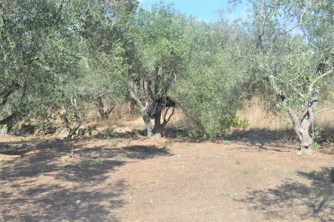 γη προς πώληση 4000 τ.μ Κέρκυρα Νομός Κέρκυρας