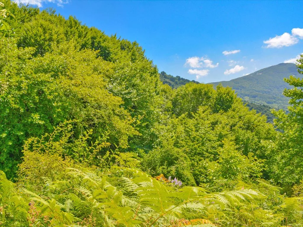 γη προς πώληση 43000 τ.μ Ζαγορά Μαγνησία