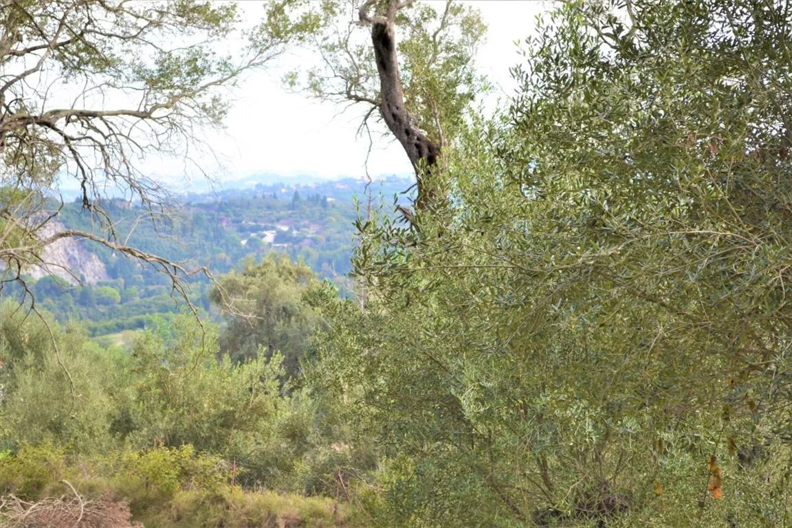 γη προς πώληση 3136 τ.μ Κέρκυρα Νομός Κέρκυρας
