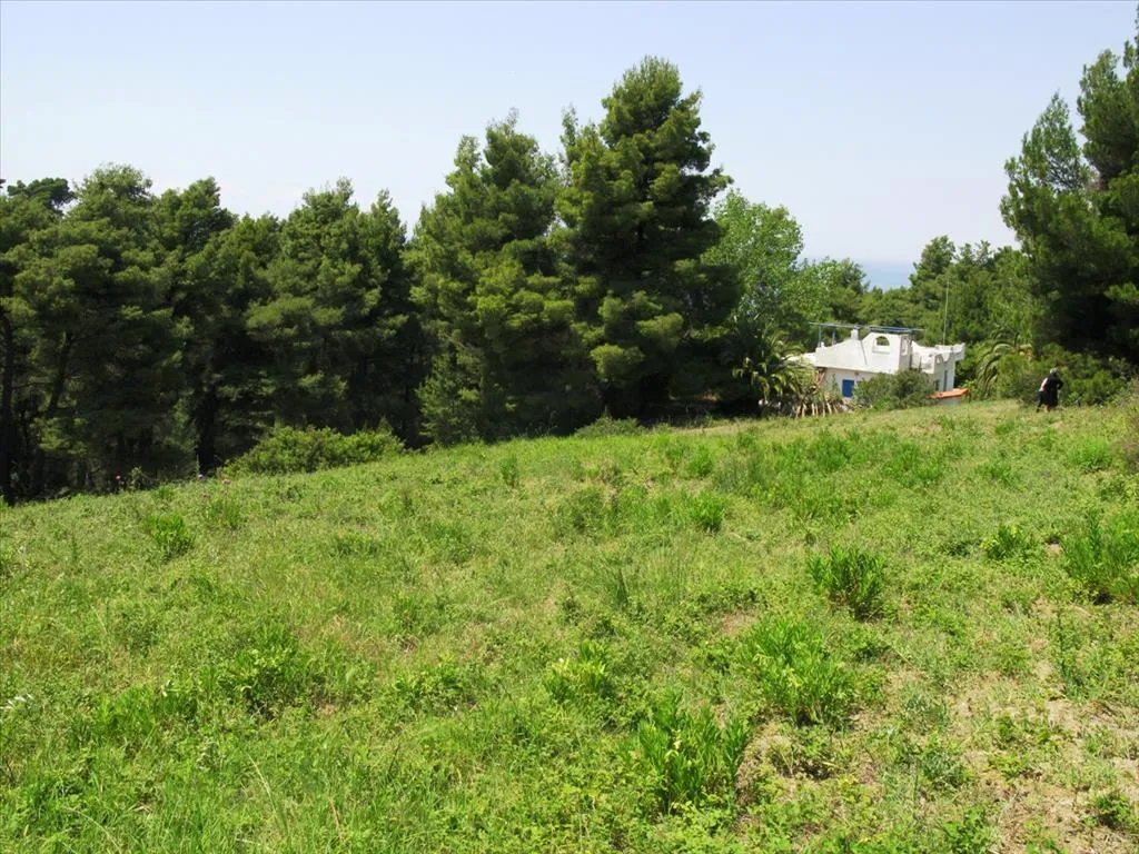 γη προς πώληση 6500 τ.μ Κασσάνδρα Χαλκιδική