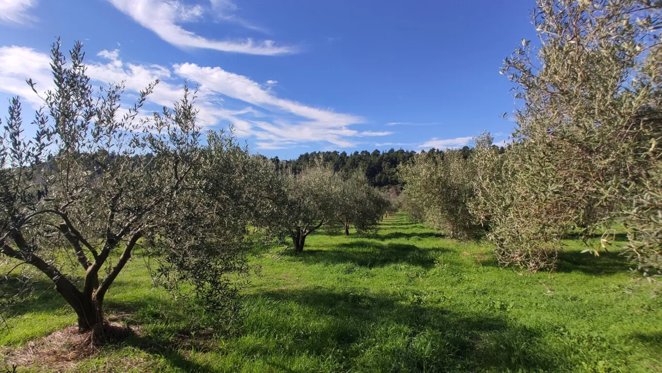 γη προς πώληση 14000 τ.μ Σιθωνία Χαλκιδική