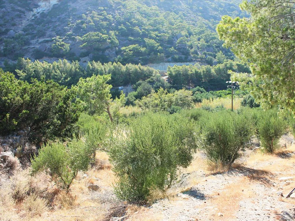 γη προς πώληση 4000 τ.μ Σητεία Νομός Λασιθίου