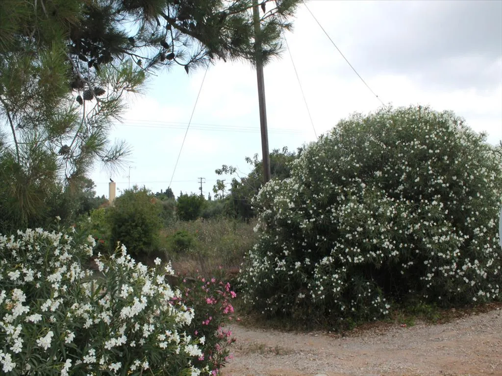 γη προς πώληση 600 τ.μ Κασσάνδρα Χαλκιδική