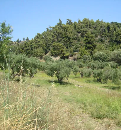 γη προς πώληση 16500 τ.μ Κασσάνδρα Χαλκιδική