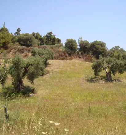 γη προς πώληση 16500 τ.μ Κασσάνδρα Χαλκιδική