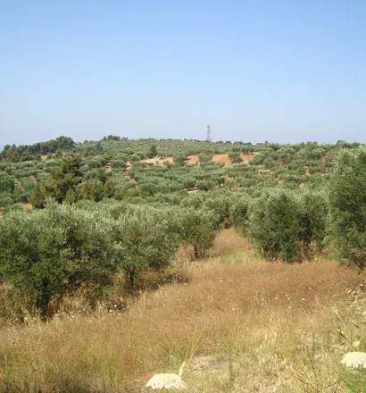γη προς πώληση 14300 τ.μ Κασσάνδρα Χαλκιδική
