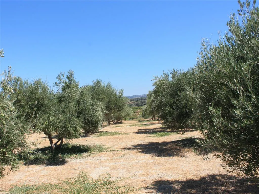 γη προς πώληση 4200 τ.μ Αρκάδι Νομός Ρεθύμνου